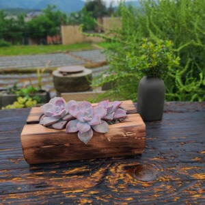 原木多肉花盆阳台庭院造景实木头田园风花盆长条树桩碳化做旧花槽