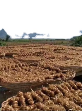 广西罗城仫佬族土特产传统工艺手工制作天然晾晒红薯粉