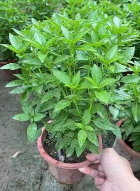 九层潮汕金不换食用驱蚊室内盆栽