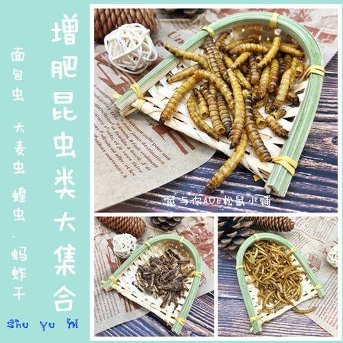 大麦虫面包虫蚂蚱干宠物增肥零食