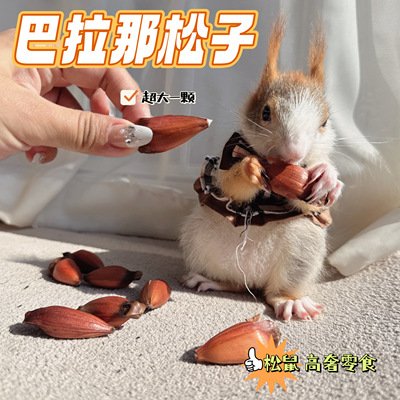 大颗粒新鲜松子巴拉那