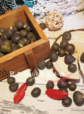 野生文冠坚果松飞花枝仓鼠小宠物主粮零食物用品亮毛植物种子50g