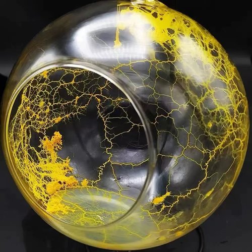 黏菌宠物菌种菌核饲养套装粘菌染色迷宫培养小孩儿童生日礼物宠物