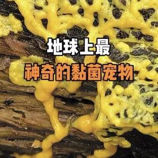 黏菌宠物菌种粘菌迷宫曳尾菌史莱姆饲养套装学生小型宿舍好养宠物