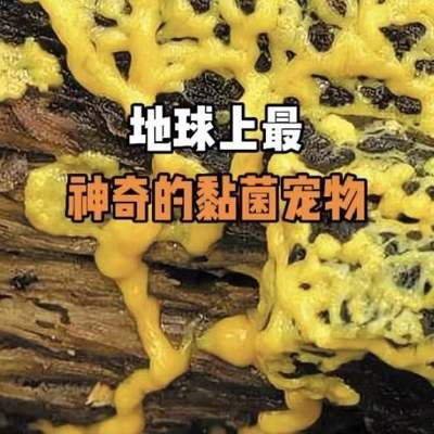 黏菌宠物菌种粘菌迷宫曳尾菌史莱姆饲养套装学生小型宿舍好养宠物