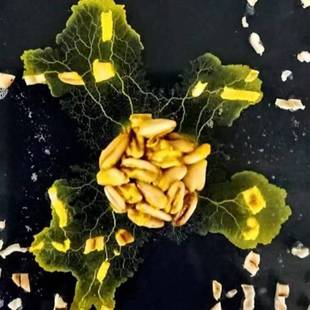 黏菌宠物菌核菌种培养粘菌史莱姆饲养套装曳尾菌学生宠物好养冷门