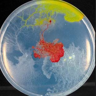 黏菌宠物菌种菌核史莱姆小之微多头绒泡菌学生迷宫生物实验小宠物