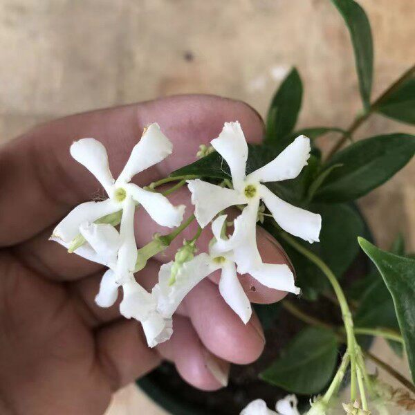 风车茉莉白色耐寒耐热冻不死盆栽地栽四季常青爬藤开花浓香型花卉
