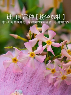 风车茉莉新品种粉色洗礼爬藤花卉耐寒庭院围墙四季常青络石藤阳台