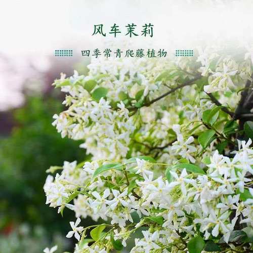 风车茉莉白色黄色爬藤垂丝络石藤