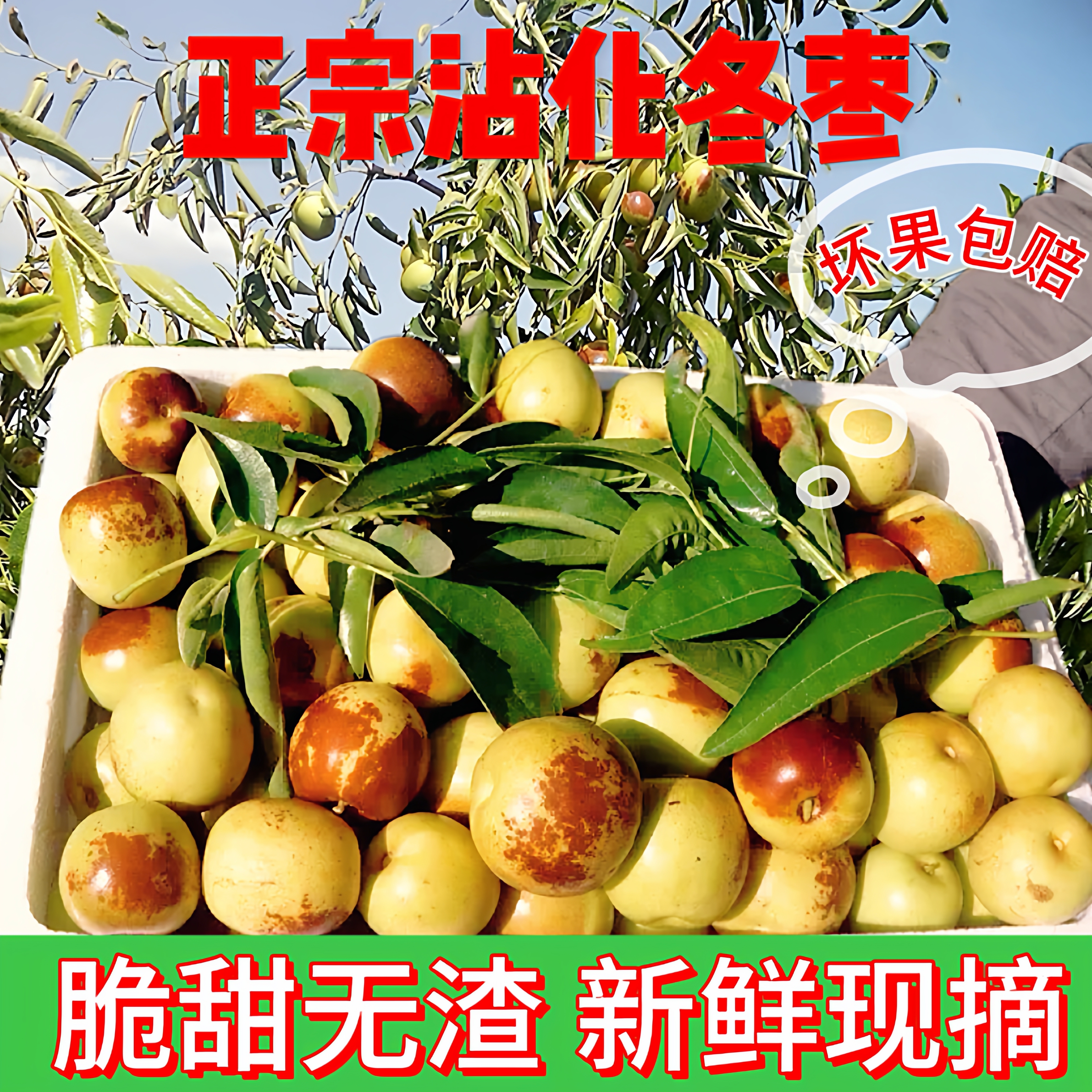 自家种植 现摘沾化冬枣5斤装山东特产冬枣现货甜脆多汁新鲜水果