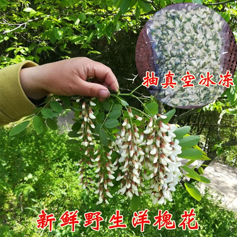 2024年四川新鲜野菜食用槐花骨朵儿洋槐花杨槐花骨朵冷链发货包邮