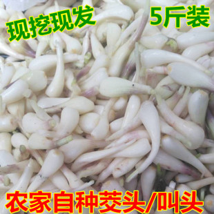现挖现发新鲜带叶菜藠头荞头茭头带泥教头叫头把把葱火把葱头包邮