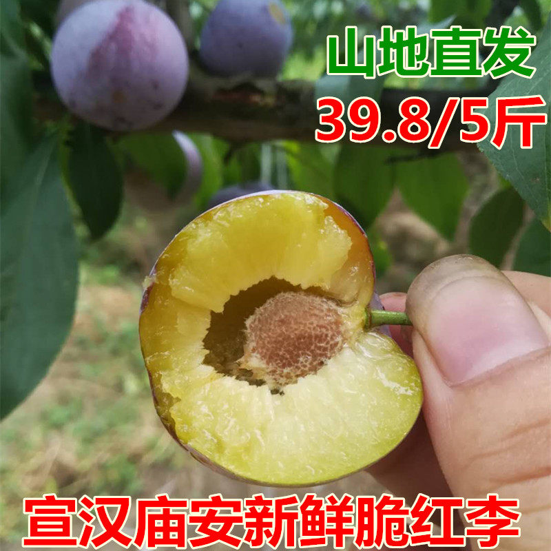 四川汶川宣汉农家直发新鲜脆红李5斤装庙安红脆李脱骨空心李包邮