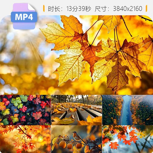高清秋天景深红叶枫树落城市公园长椅唯美逆光空镜头视频素材