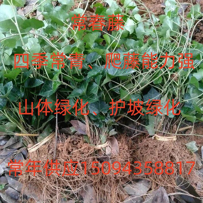四季常青植物常春藤爬藤植物常春桌面绿植