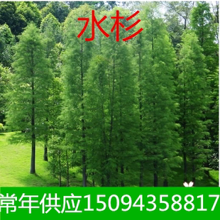 工程绿化苗木水杉庭院植物水杉树苗池杉树苗落羽杉树苗植树节用树