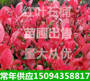 工程绿化苗木红叶石楠庭院别墅植物石楠树苗红叶石楠球石楠树