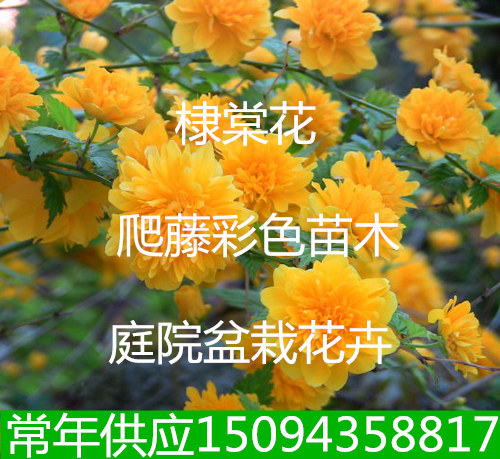 爬藤植物重瓣棣棠苗庭院盆栽花卉