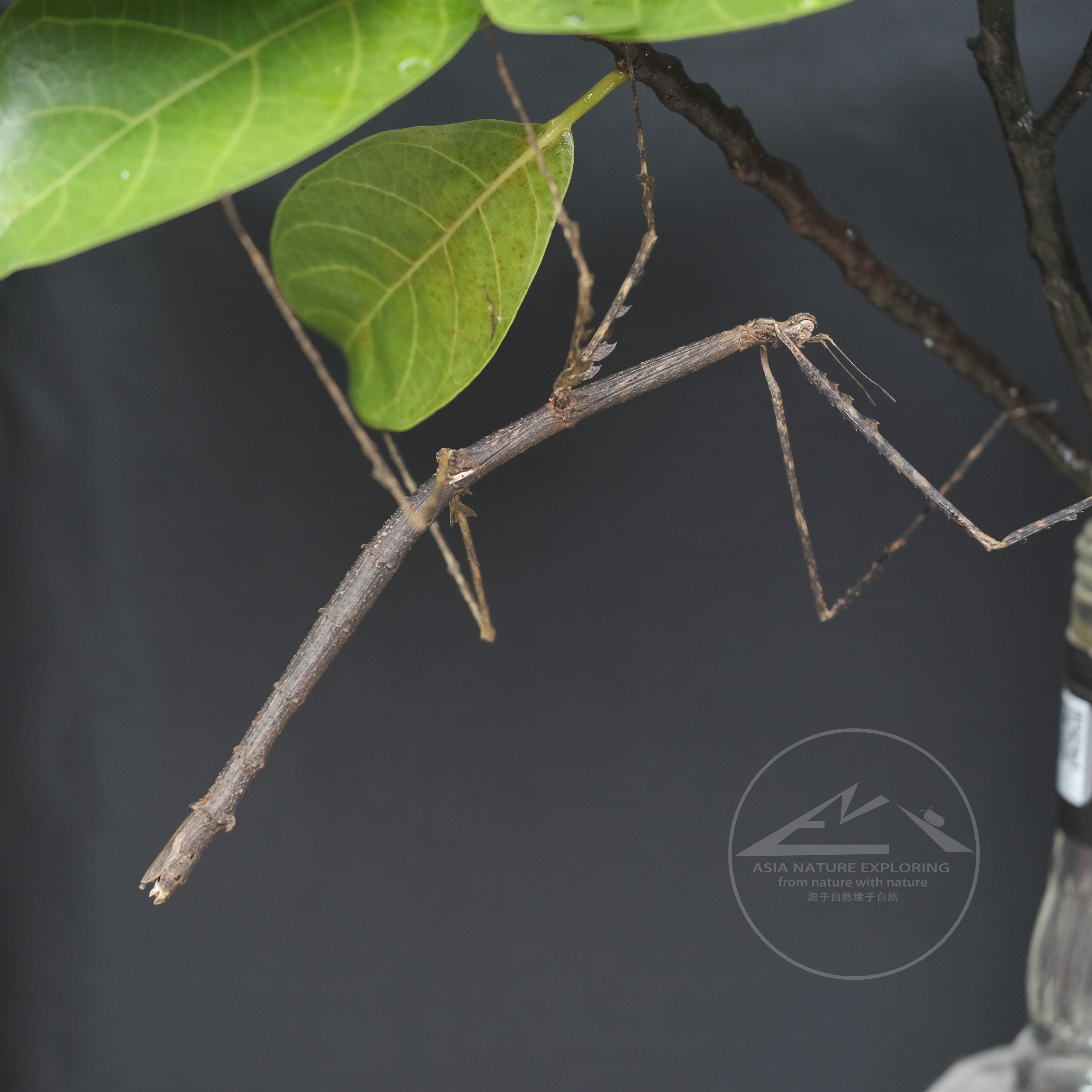 枯枝竹节虫medauromorpha regina/拟态昆虫/桌面宠物