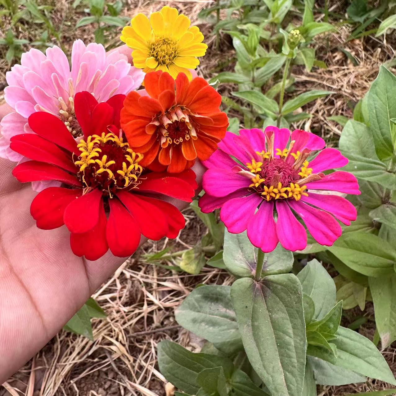 百日草种子混色百日菊花种籽子四季播种开花易活花籽庭院花籽盆栽