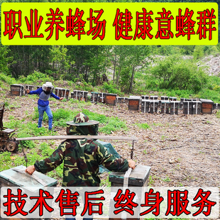 草莓蓝莓授粉蜂原箱原群 开发票 蜜蜂活体蜂群笼蜂 意蜂蜂群出售