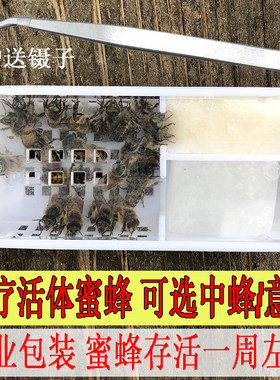 蜂疗蜜蜂蜂针疗法活体蜜蜂