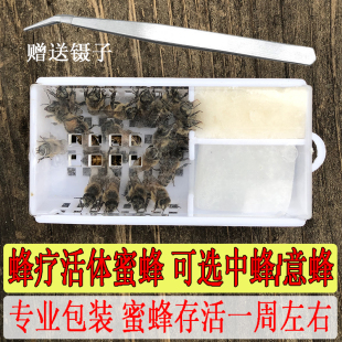 蜂疗蜜蜂活体 中土蜂意蜂群 蜂针蜂毒蛰刺疗法 送镊子蜂疗蜜蜂