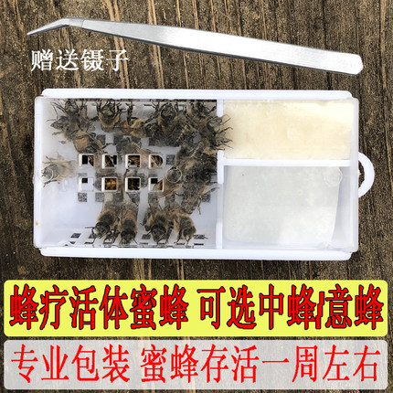 蜂疗蜜蜂活体 中土蜂意蜂群 蜂针蜂毒蛰刺疗法 送镊子蜂疗蜜蜂