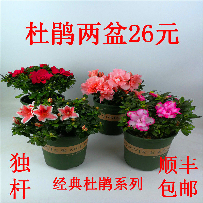 杜鹃花盆栽素材模板 杜鹃花盆栽图片下载 小麦优选