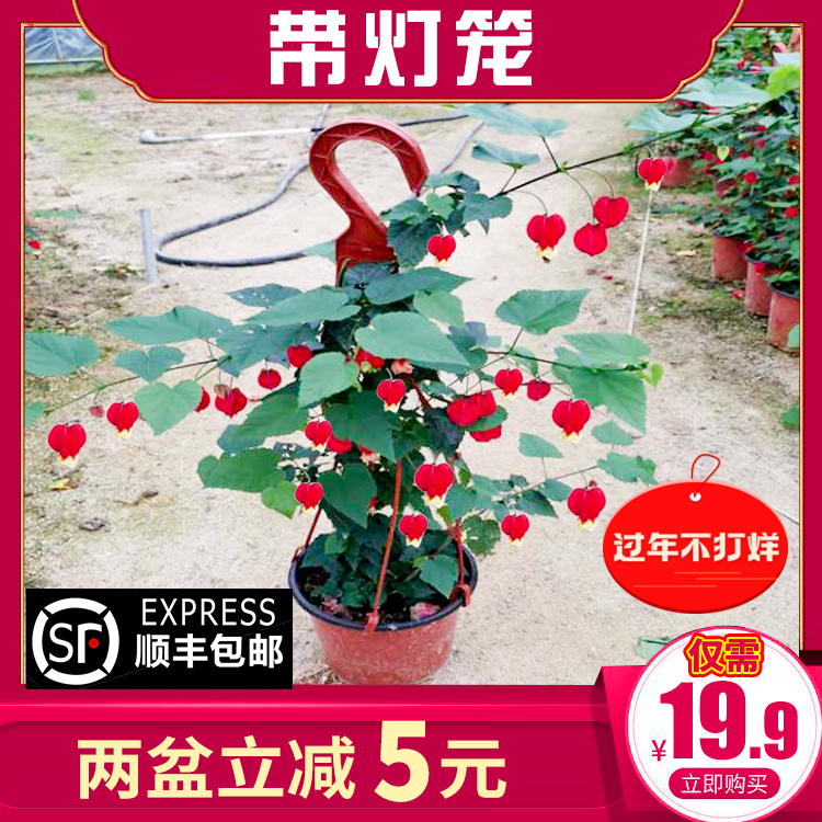 爬蔓植物价格 爬蔓植物图片 星期三 爬蔓植物价格 爬蔓植物图片 星期三