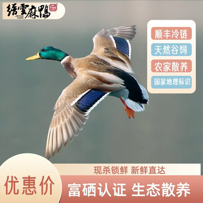 缙云麻鸭生态散养生鲜鸭子