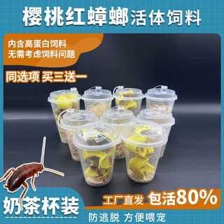 樱桃红蟑螂活体饲料奶茶杯装内含高蛋白饲料守宫食物蜘蛛蝎子蜥蜴