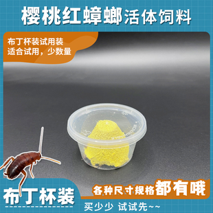 樱桃红蟑螂布丁杯装 少量数量蜘蛛蝎子守宫食物 活体饲料试用装