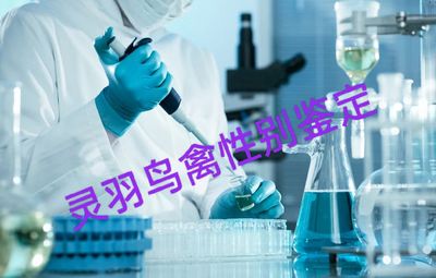 无卡一只灵羽鸟禽DNA鉴定验卡玄凤牡丹全鹦鹉柯尔鸭性别公母检验