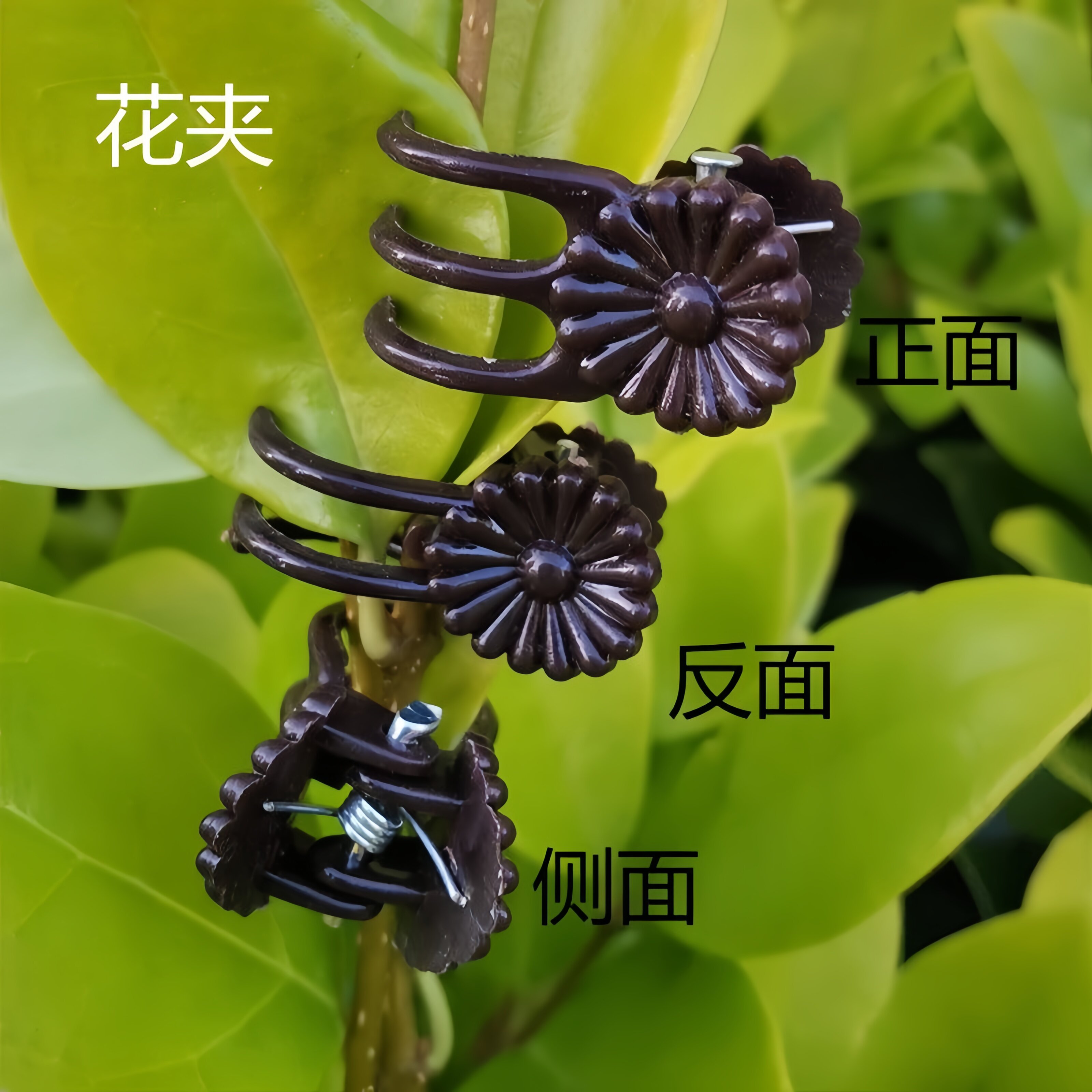 蝴蝶兰花夹植物固定夹子