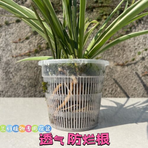 透明透气简约塑料控根花盆