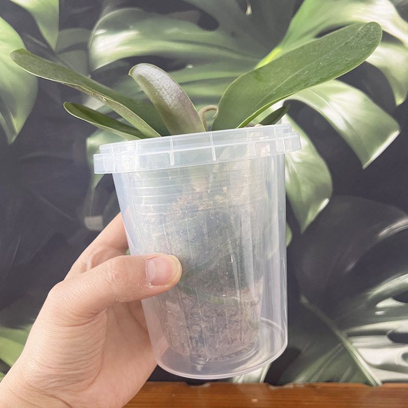 花盆套盆蝴蝶兰半水培透明外盆