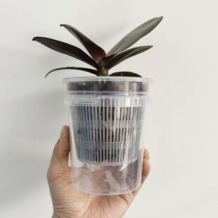 蝴蝶兰透明花盆兰花控根盆家用塑料透气镂空石斛水培花盆水苔套盆