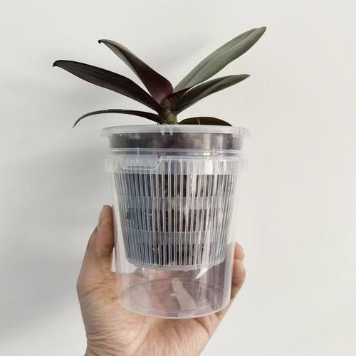 蝴蝶兰透明花盆控根盆套盆