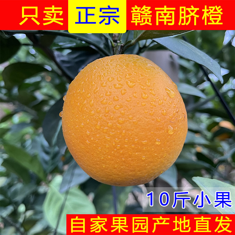 赣南脐橙正宗江西赣州寻乌甜橙子新鲜当现季水果产地直发小果,水产肉类/新鲜蔬果/熟食,橙,淘宝优惠券,粉丝福利购,淘宝优惠卷