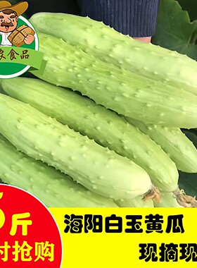 新鲜水果蔬菜5斤包邮白玉黄瓜
