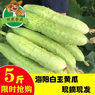海阳白玉黄瓜嫩小黄瓜农家奶油孕妇新鲜特产水果蔬菜5斤整箱包邮