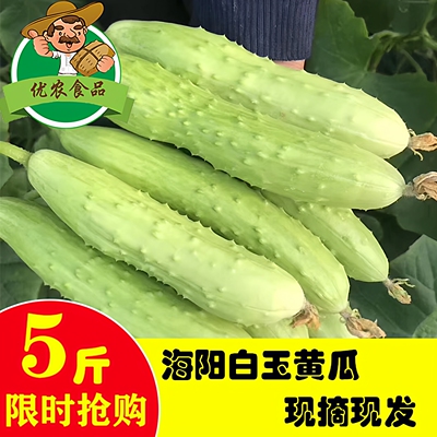 新鲜水果蔬菜5斤包邮白玉黄瓜