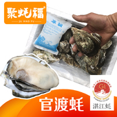 聚蚝福正宗湛江官渡生蚝野生带壳烧烤大中10斤刺身海蛎子白生蚝
