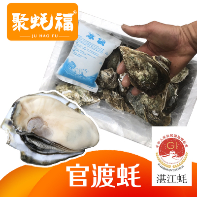 聚蚝福湛江正宗带壳生蚝烧烤蚝