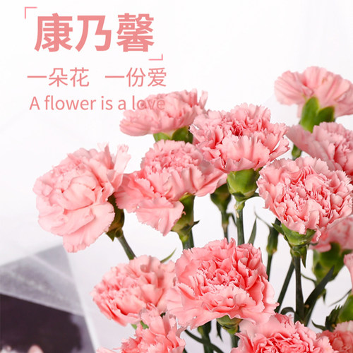 康乃馨福利单头女神鲜花