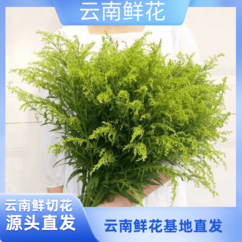 黄英配草和尤加利叶配草收到需要醒花云南昆明基地直发 室内鲜花