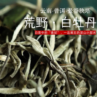 2026年新茶云南白茶景谷秧塔白牡丹高山日晒花香白茶散装口粮茶