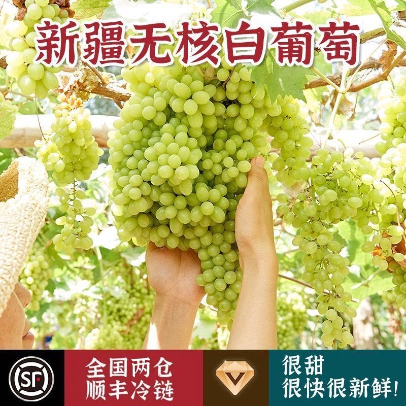 新疆无核白葡萄青提提子水晶葡萄